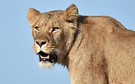 Lion (Panthera leo)